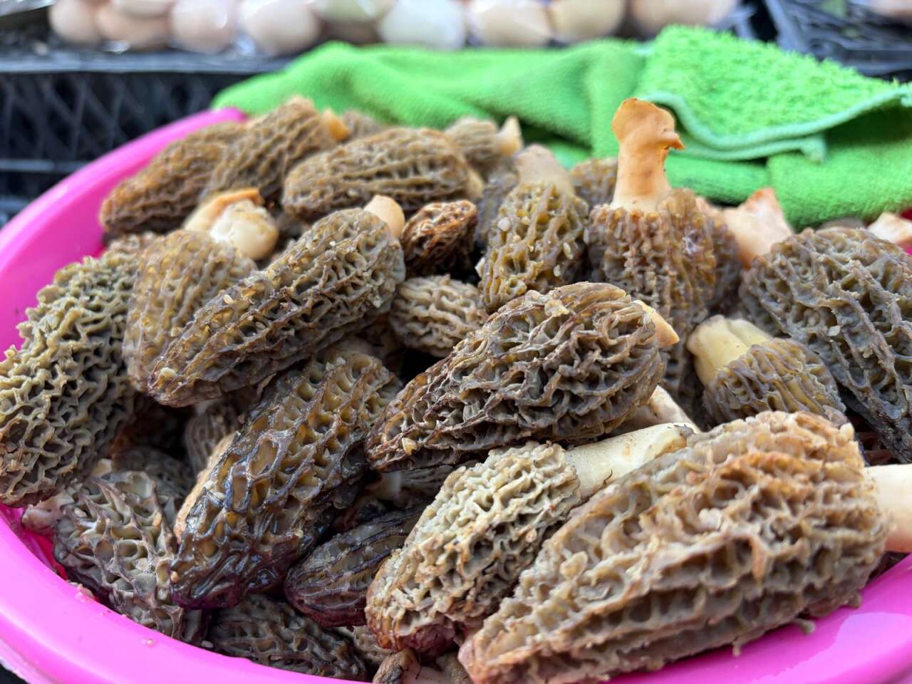 Kuzugöbeğinin Fiyatı Gram Altınla Yarışıyor 9